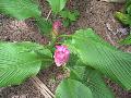 Siam Tulip Light Pink / Curcuma alismatifolia 